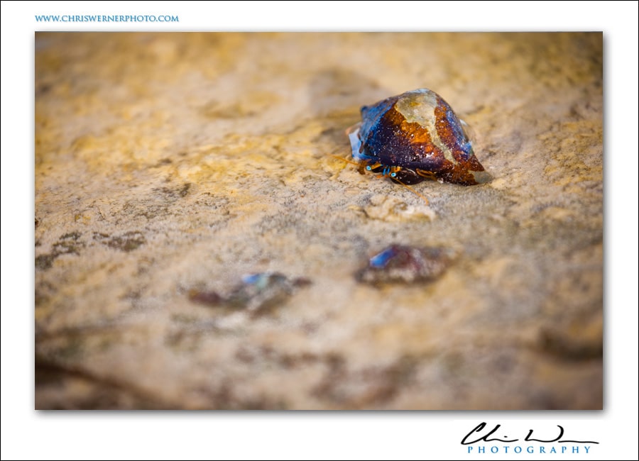 Photograph of a hermit crab, Zanzibar Island