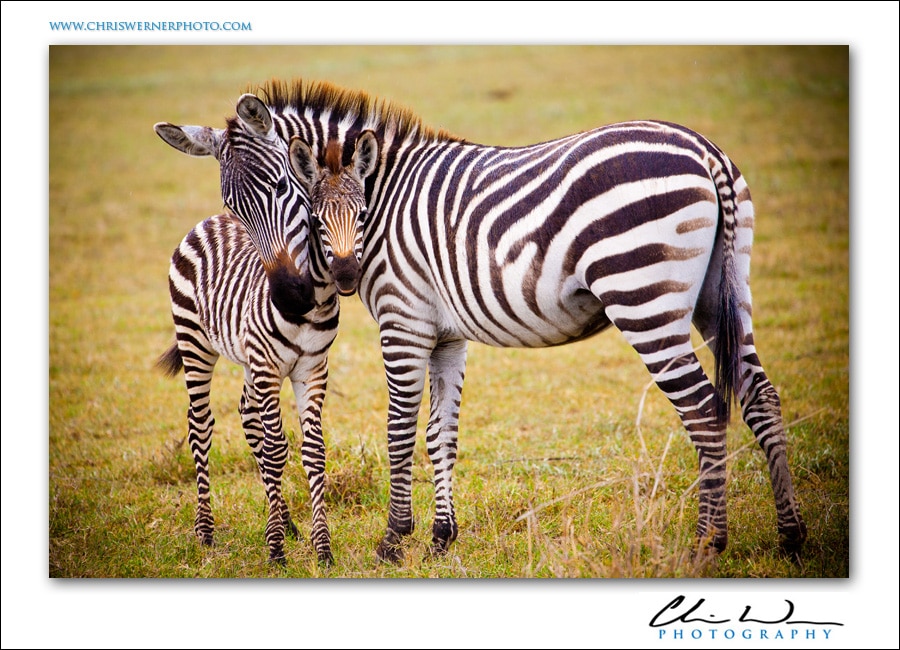 Tanzania Safari Photos of zebras.