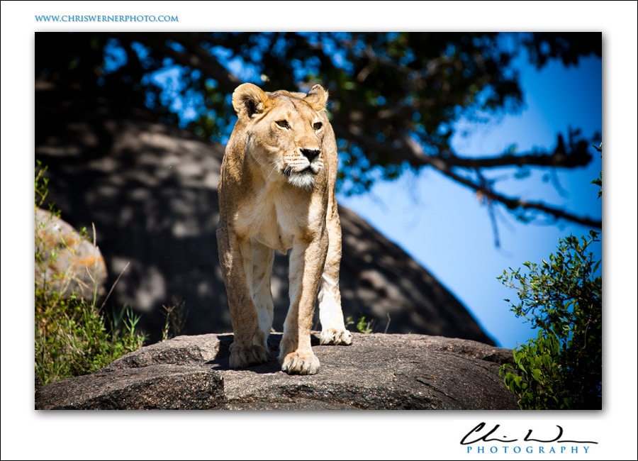 Tanzania Safari Photos of a lion.