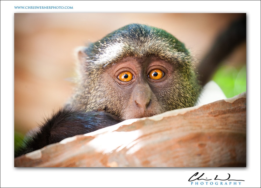 Tanzania Safari Photos of a monkey.