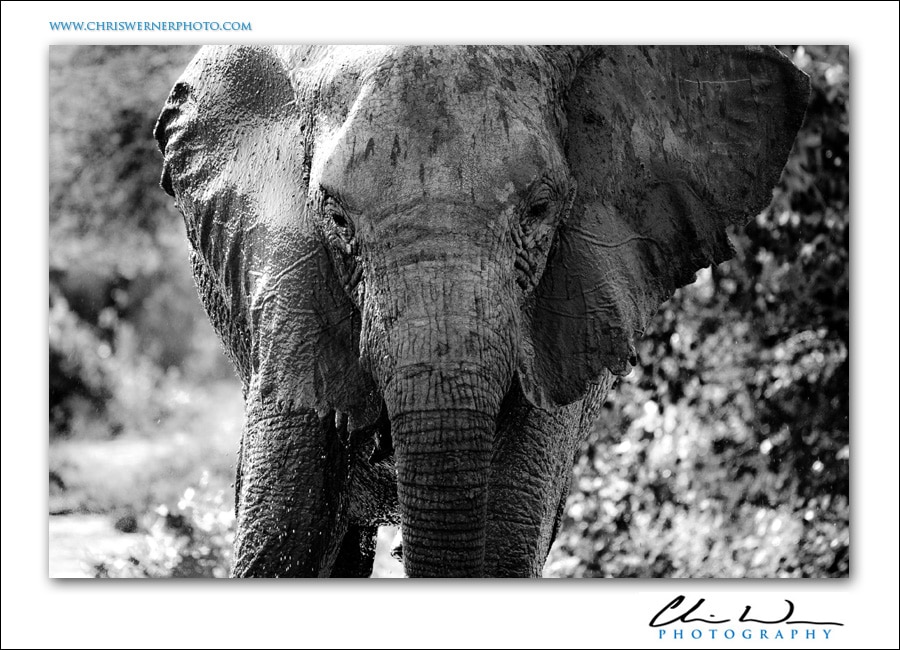 Tanzania Safari Photos of an elephant.