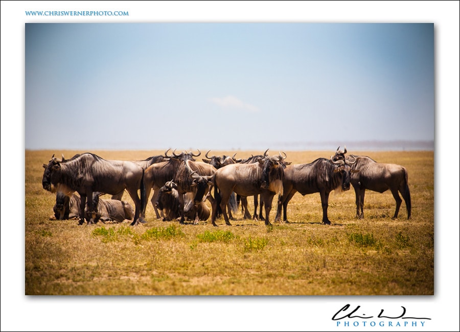Tanzania Safari Photos of the Serengeti.
