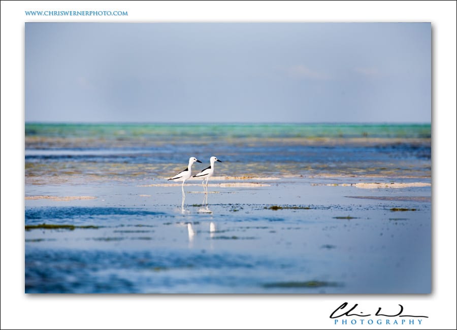 A bird couple in love, Zanzibar Beach Photography