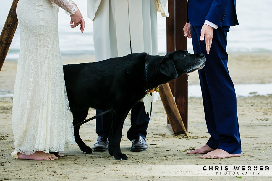 Cute ring bearer dog photo from a Lake Tahoe beach wedding