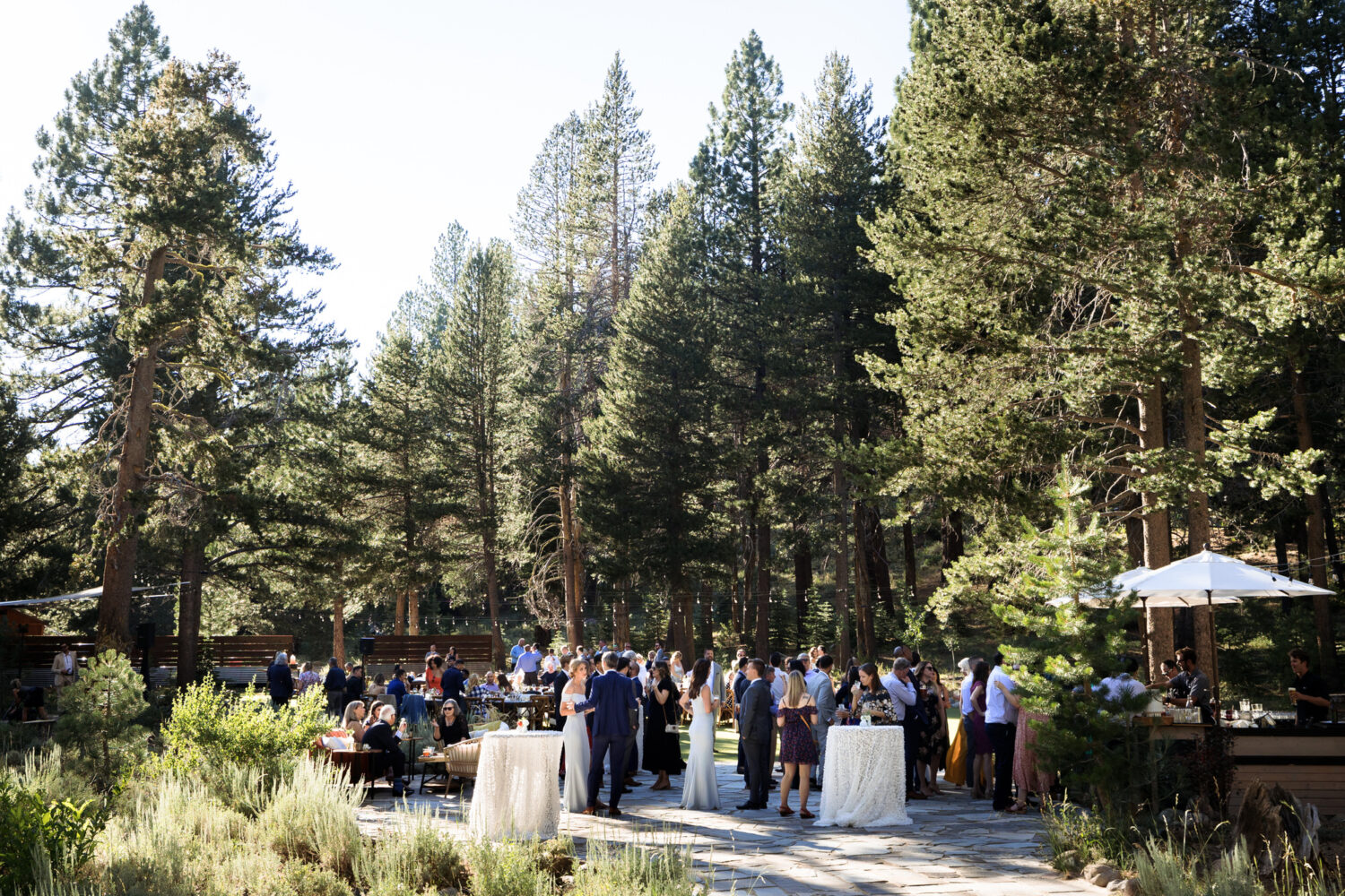 Towering pine trees surround the outdoor cocktail and reception areas.