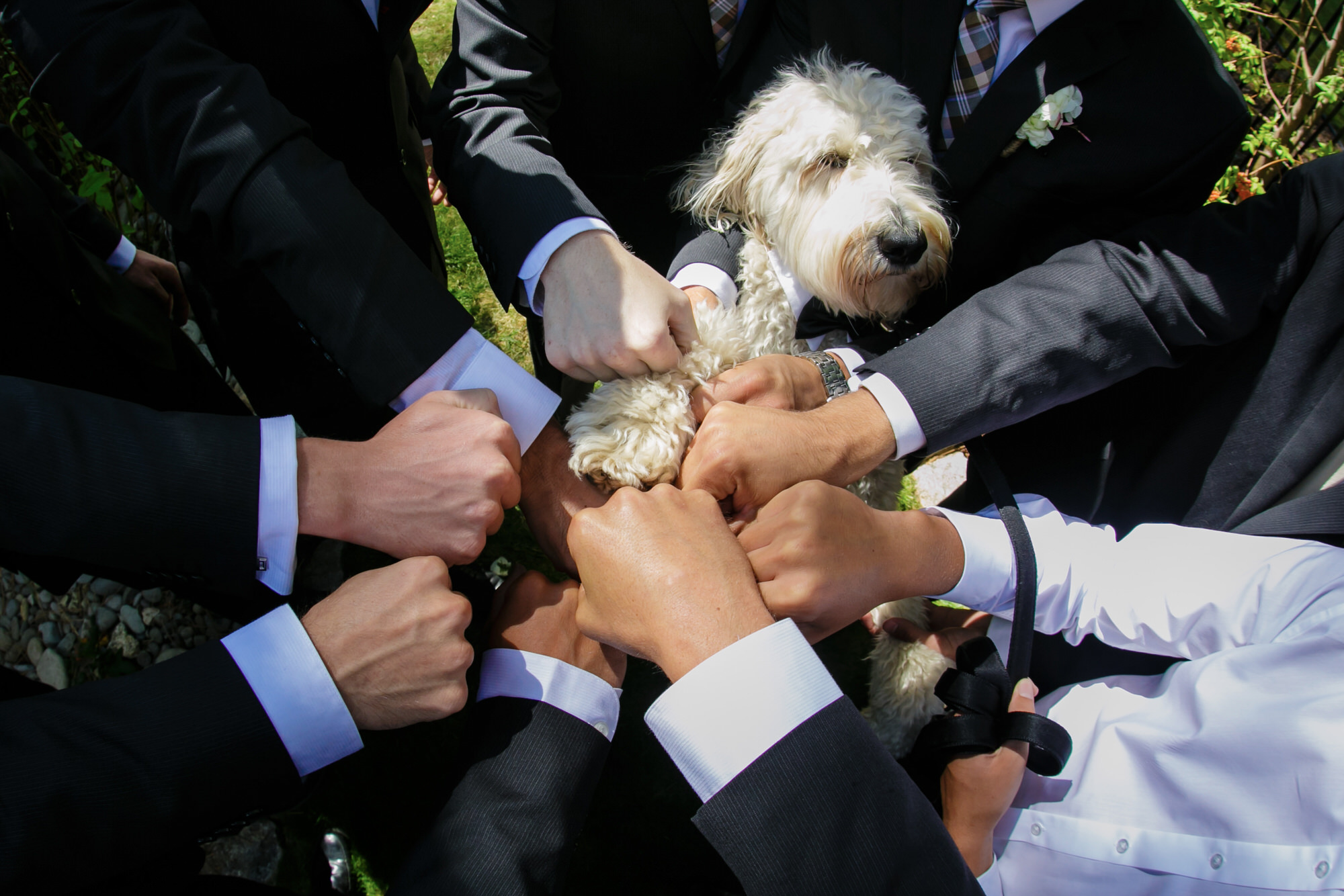 How to be the Best Dog Ring Bearer Ever (A Guide for Dogs)