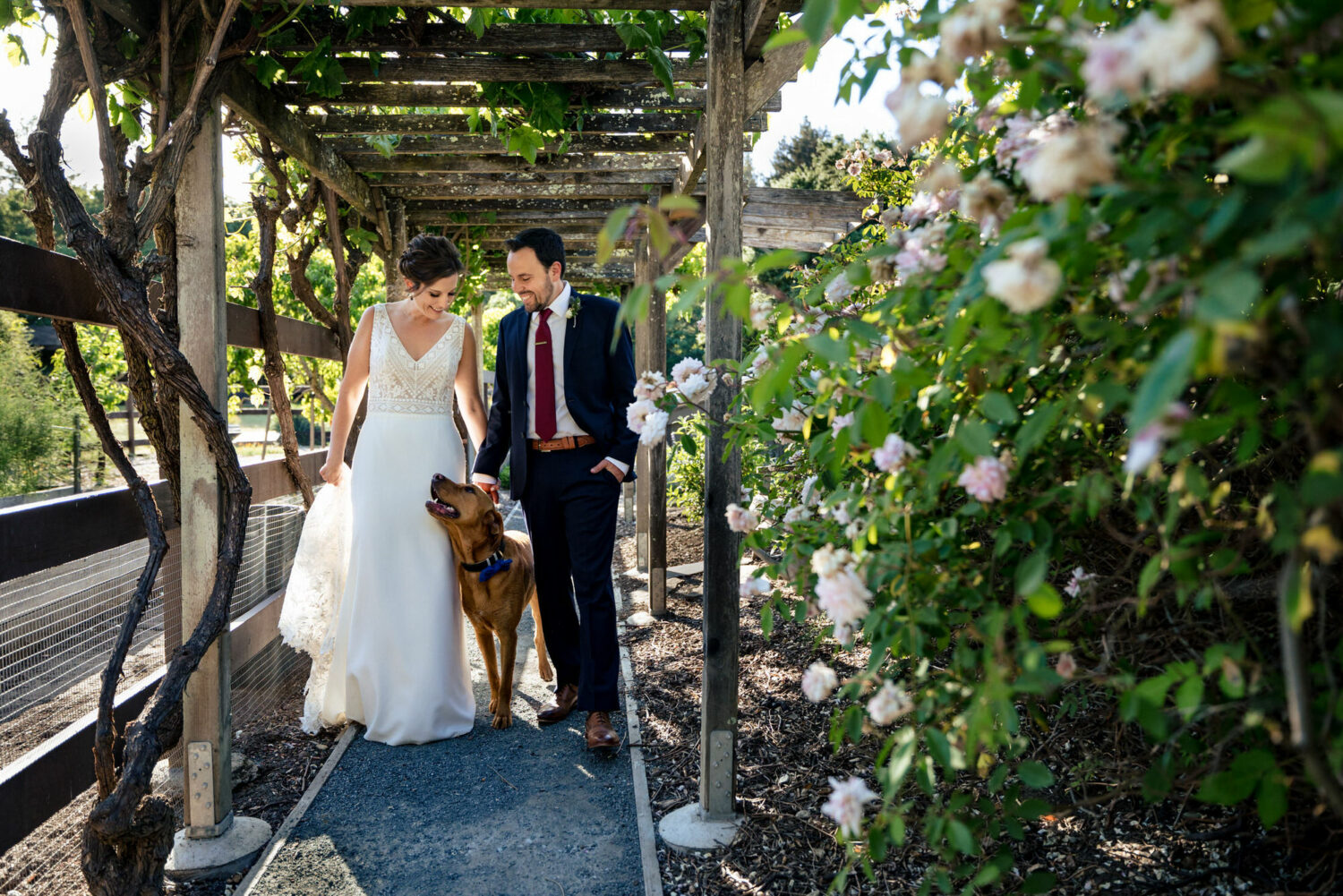 Bride and groom walking with their dog at a backyard wedding.