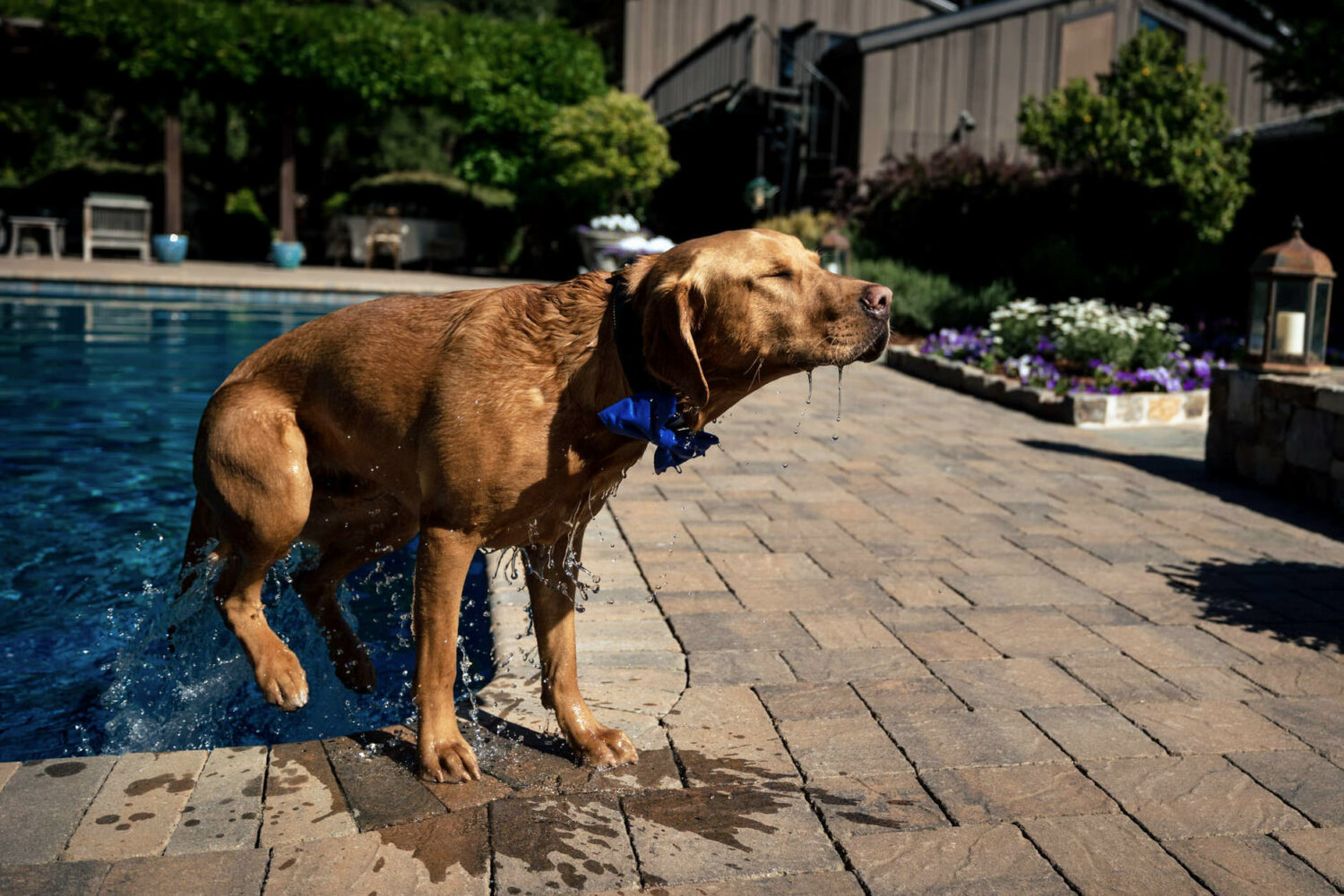 A dog dries off at a backyard wedding with a pool.