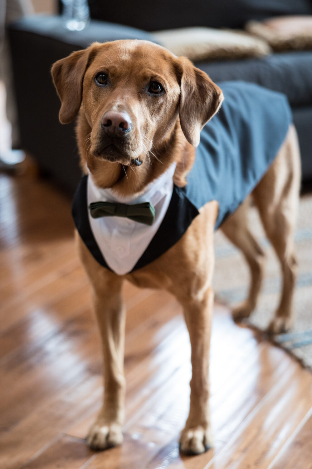Wedding tuxedo for a labrador dog ring bearer.