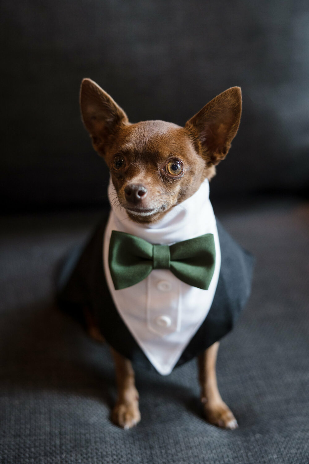 Wedding tuxedo for a chihuahua dog ring bearer.