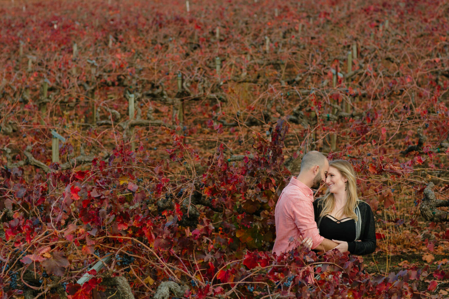 A colorful engagement portrait in a red vineyard with red leaves.